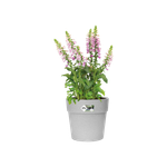 vibia straight round 47cm living concrete